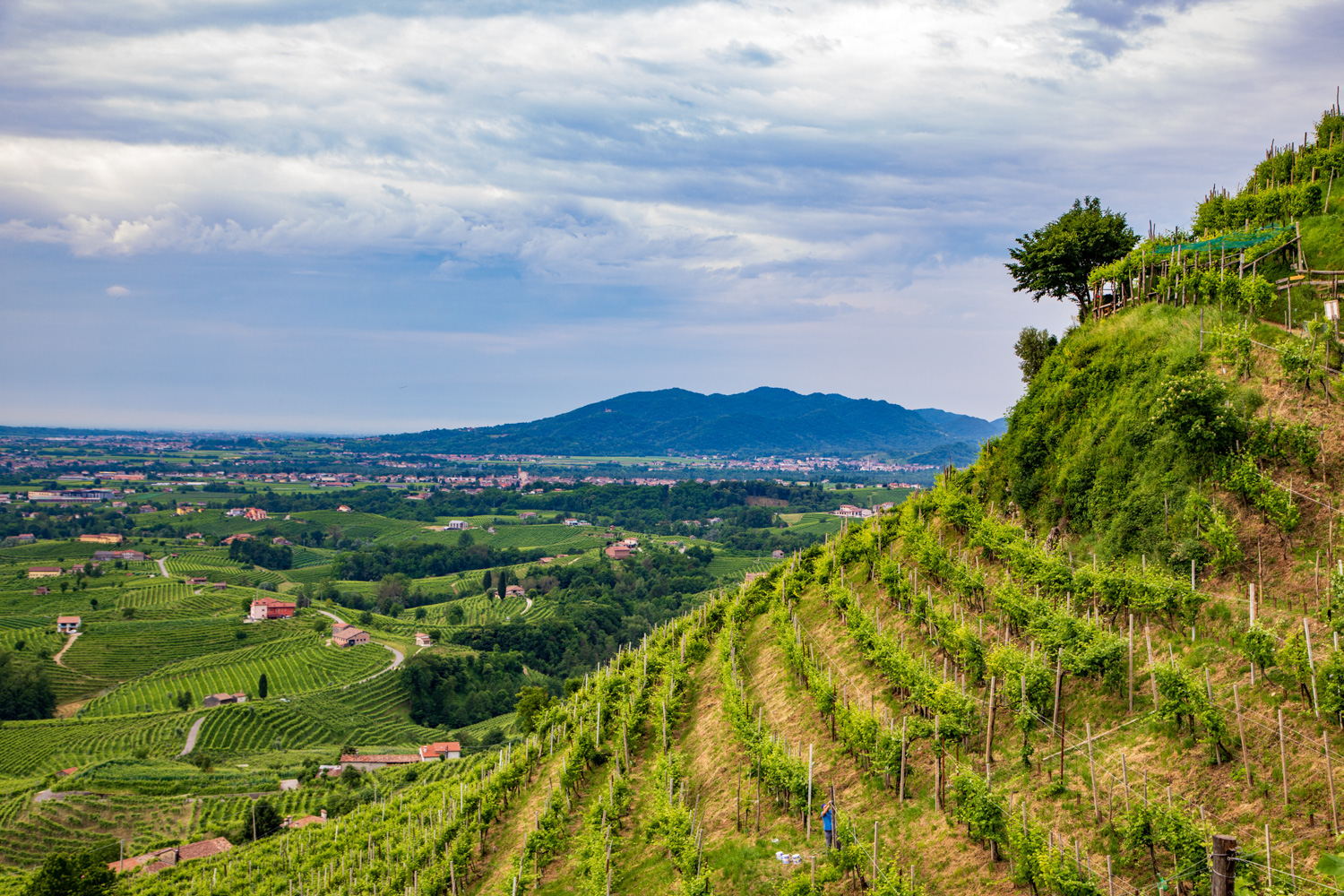 Colline di Valdobbiadene © A. Rossi, Camaleo S.r.l. (Rm) - In collaborazione con Associazione per il Patrimonio delle Colline del Prosecco di Conegliano e Valdobbiadene UNESCO