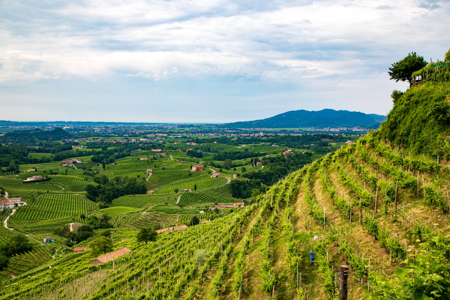 Colline di Valdobbiadene © A. Rossi, Camaleo S.r.l. (Rm) - In collaborazione con Associazione per il Patrimonio delle Colline del Prosecco di Conegliano e Valdobbiadene UNESCO