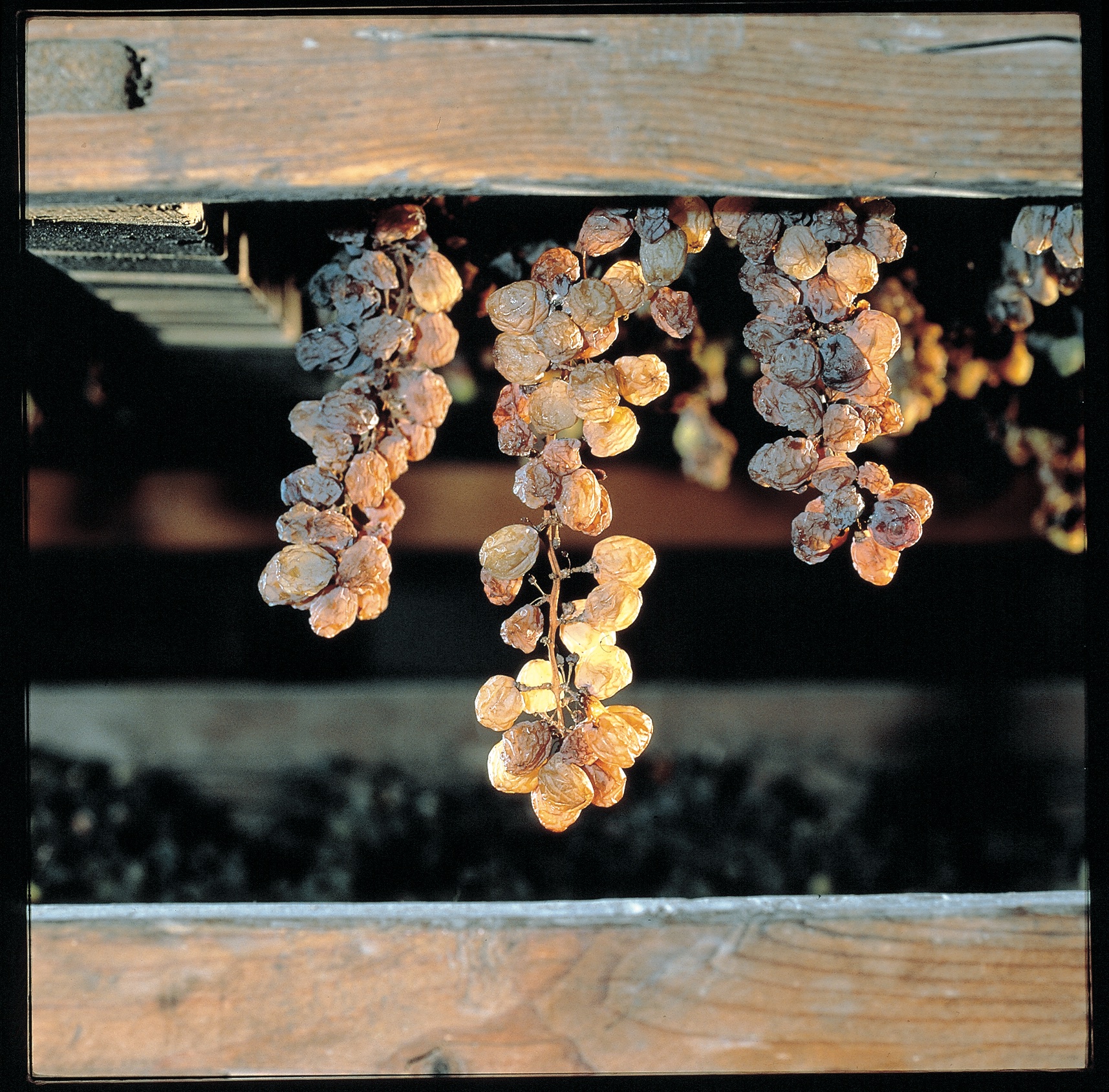 Vino santo trentino © Luisella Savorelli