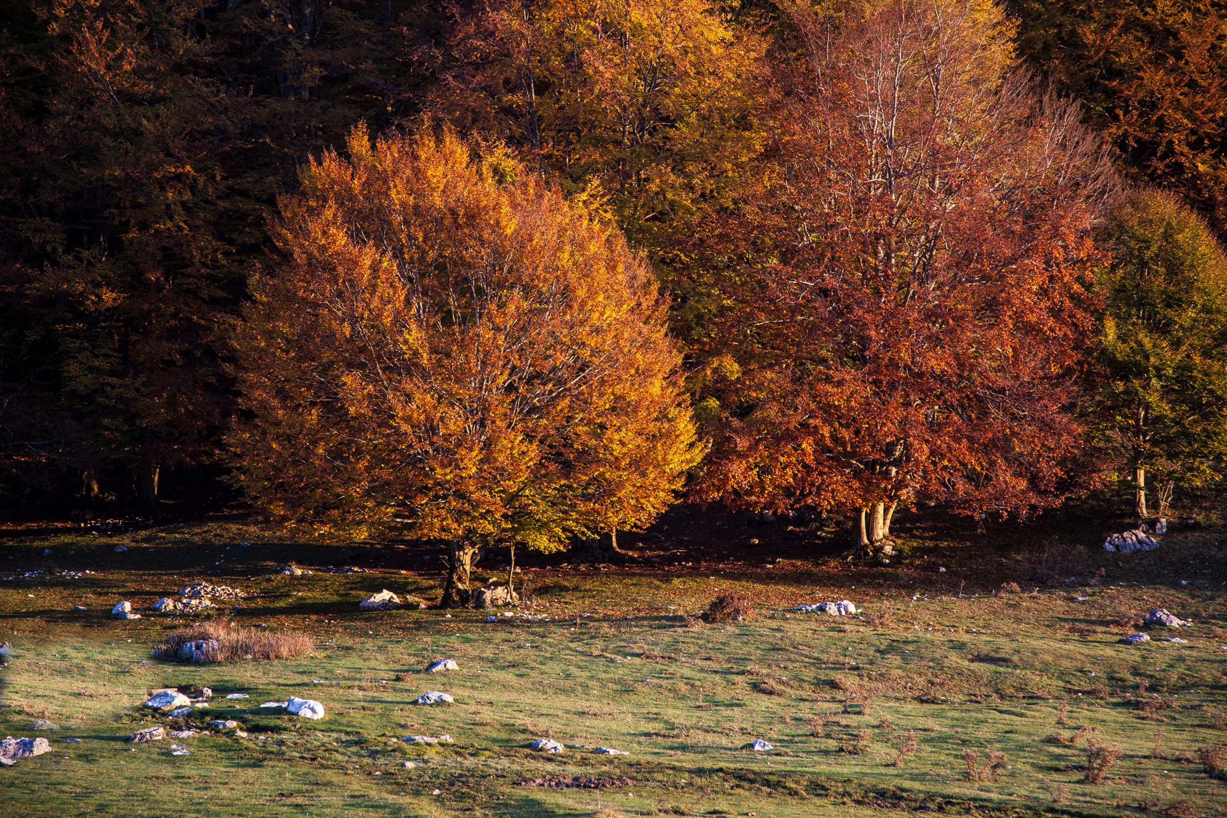 Paesaggio autunnale - Foresta Umbra, Parco del Gargano © A. Cambone, R. Isotti - Homo Ambiens / Touring Club Italiano