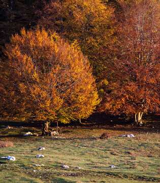 Paesaggio autunnale - Foresta Umbra, Parco del Gargano © A. Cambone, R. Isotti - Homo Ambiens / Touring Club Italiano