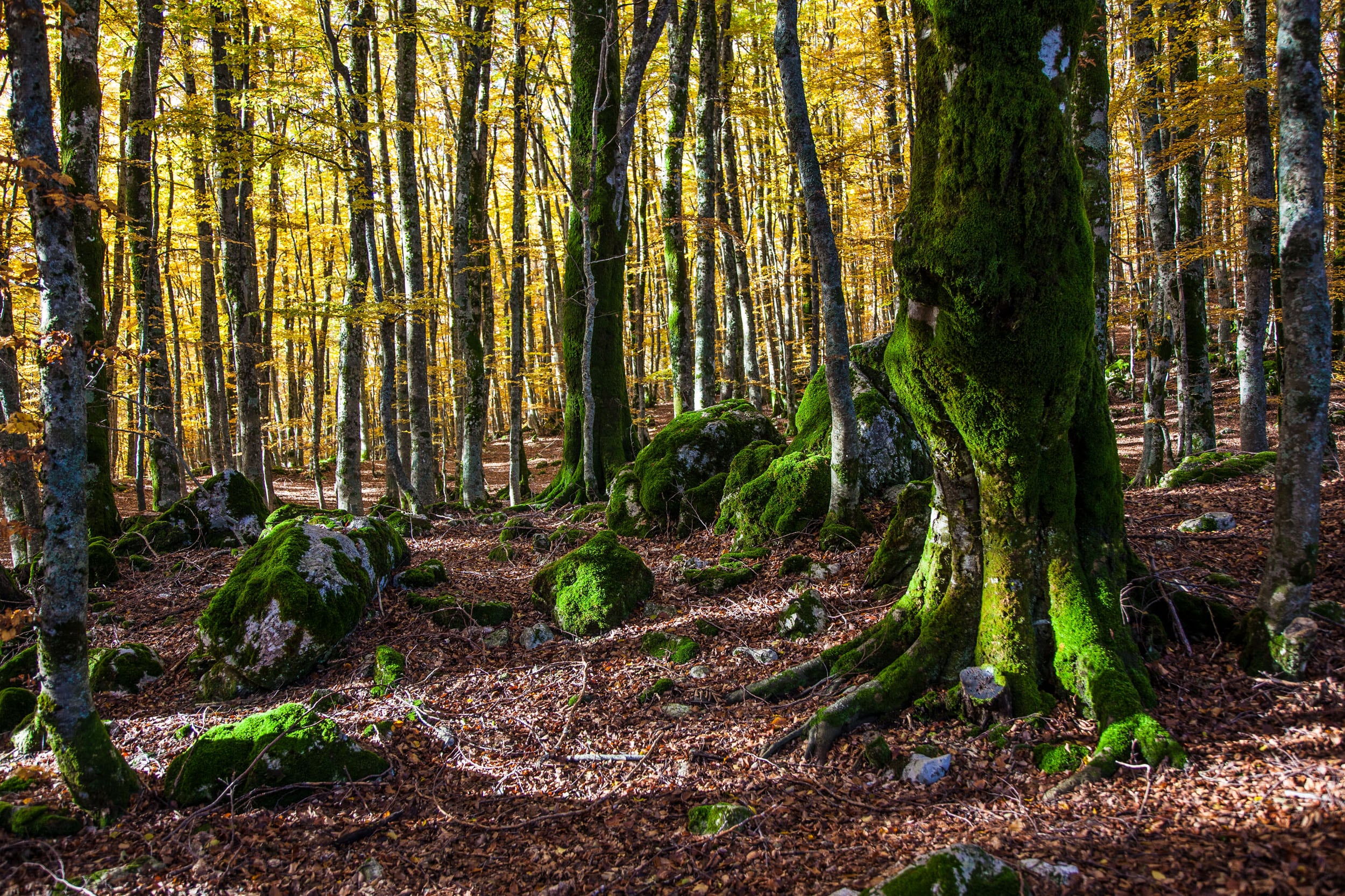 Faggeta vetusta - Foresta Umbra, Parco del Gargano © A. Cambone, R. Isotti - Homo Ambiens / Touring Club Italiano