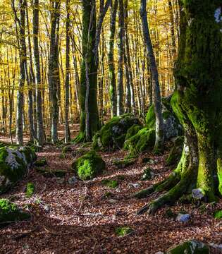 Faggeta vetusta - Foresta Umbra, Parco del Gargano © A. Cambone, R. Isotti - Homo Ambiens / Touring Club Italiano