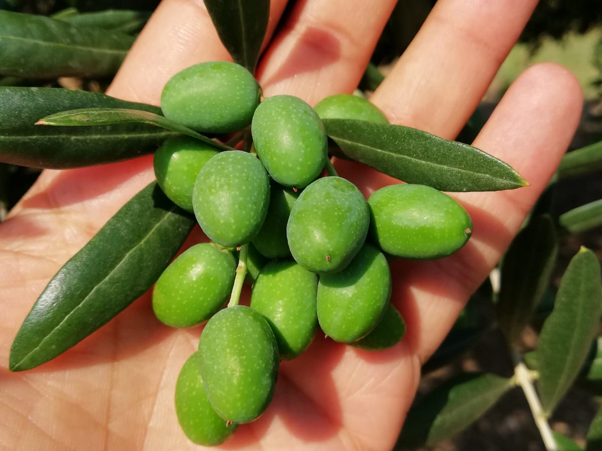 Olive della cultivar gentile di Mafalda © Trespaldum-Francesco Mastrangelo