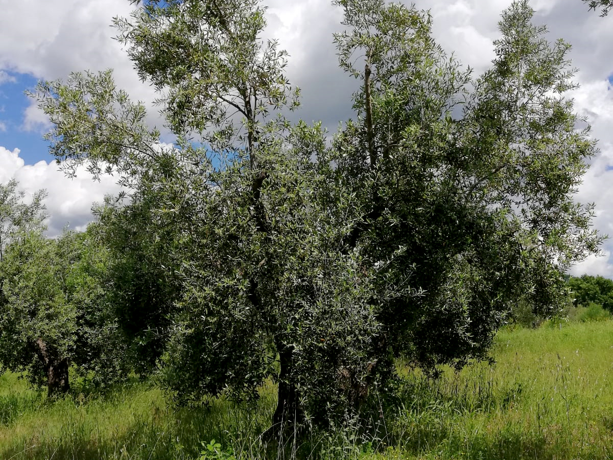 Olive della cultivar gentile di Mafalda © Trespaldum-Francesco Mastrangelo