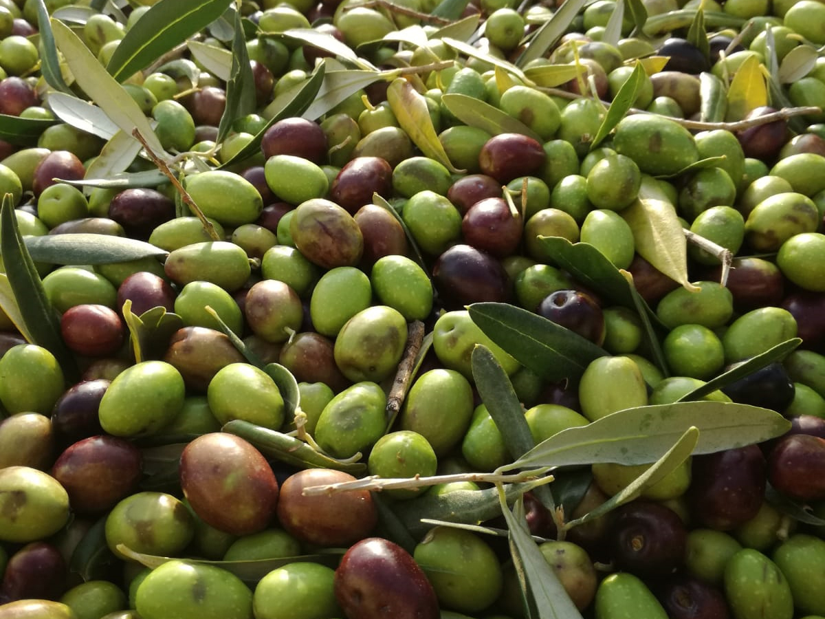 Olive della cultivar gentile di Mafalda © Trespaldum-Francesco Mastrangelo