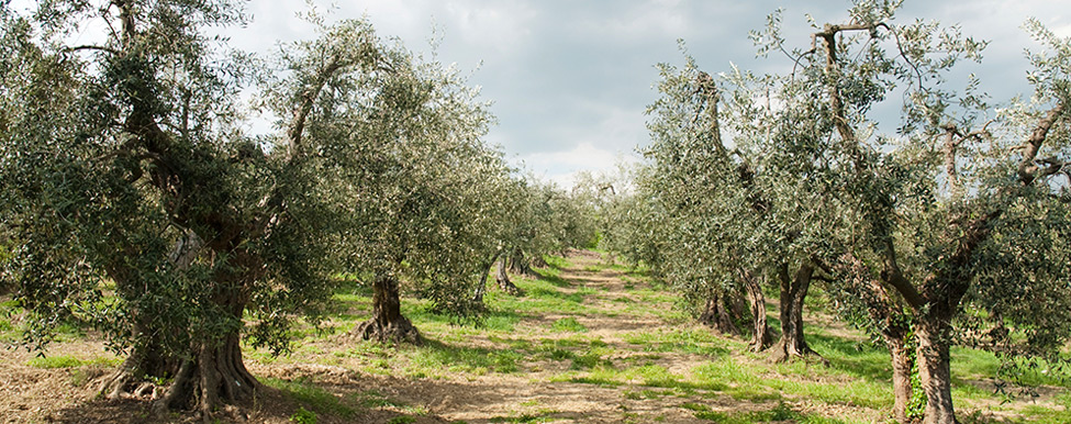 Alla scoperta di olivi millenari e giovani produttori