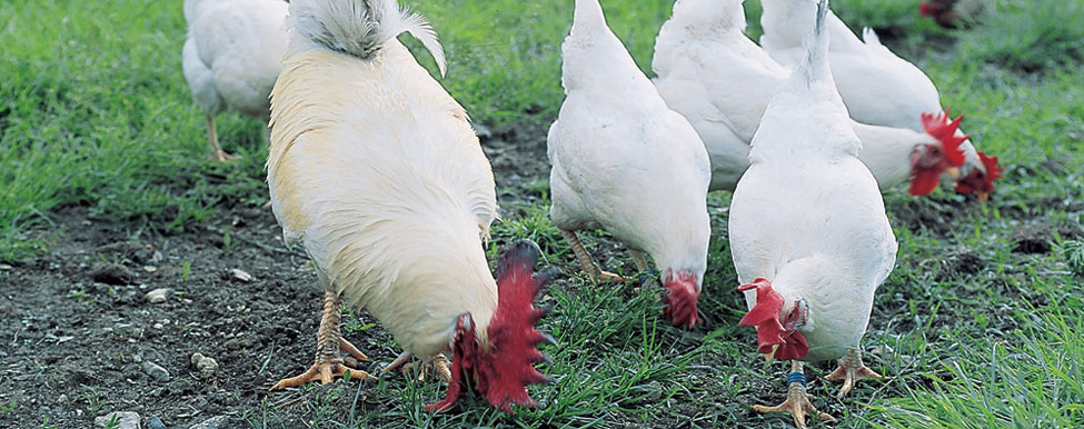 Valdarno. La nobiltà del pollo, la rarità della tarese