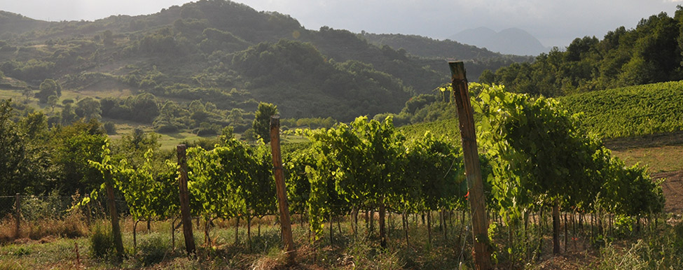 Il sapore nascosto di olio e vino