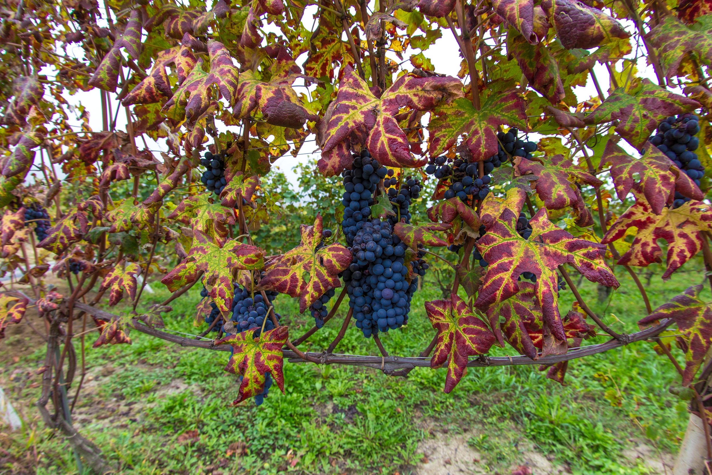 Vitigni autoctoni, Langhe-Roero e Monferrato © A. Cambone, R. Isotti - Homo Ambiens / Touring Club Italiano