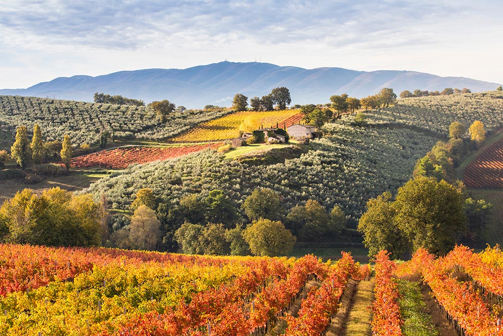 Sagrantino © Shutterstock