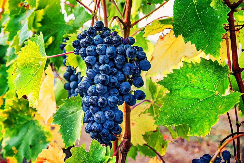 Sagrantino © Shutterstock