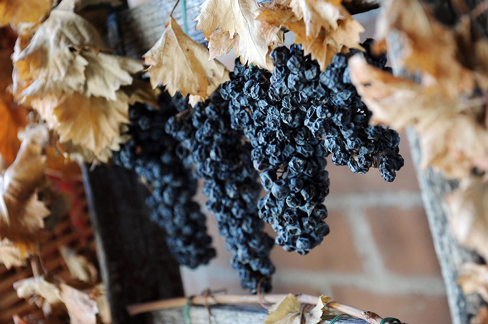 Sagrantino © Shutterstock