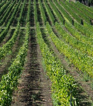 Frascati © Shutterstock