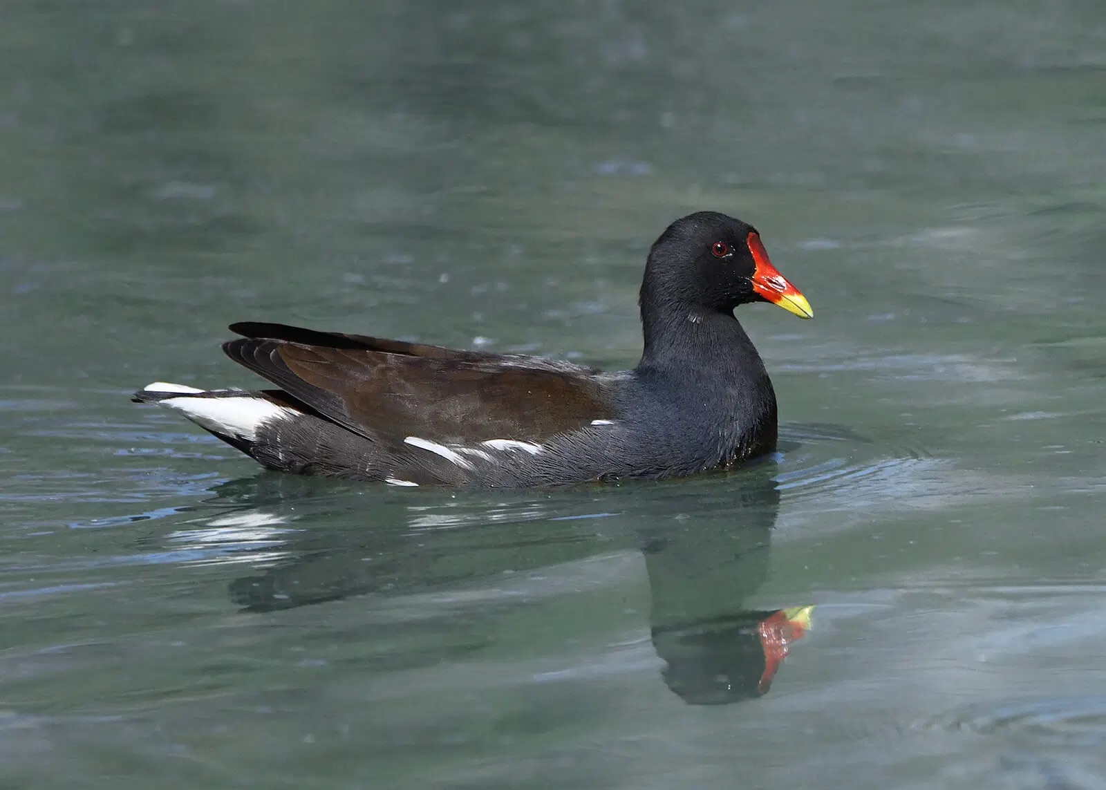 © Ernesto Cavallini